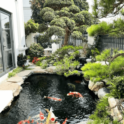 Thiết kế thi công hồ cá Koi tại Củ Chi