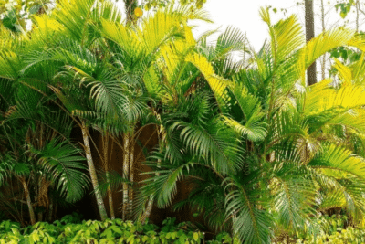 Top Most Loved Tropical Rooftop Garden Designs