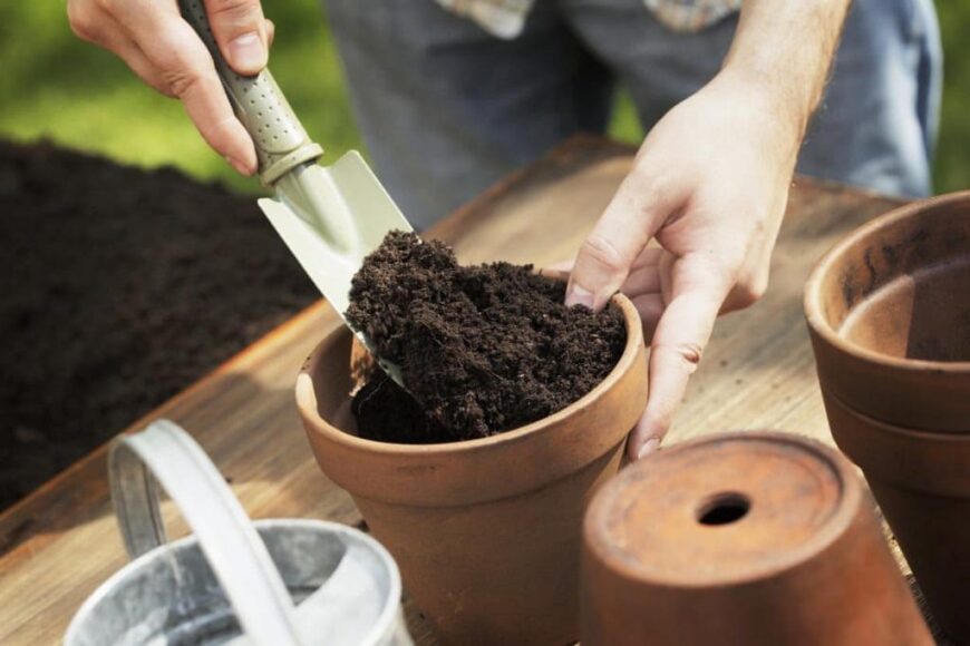 Cách trồng cây sân vườn đẹp đúng kỹ thuật, xanh tốt quanh năm